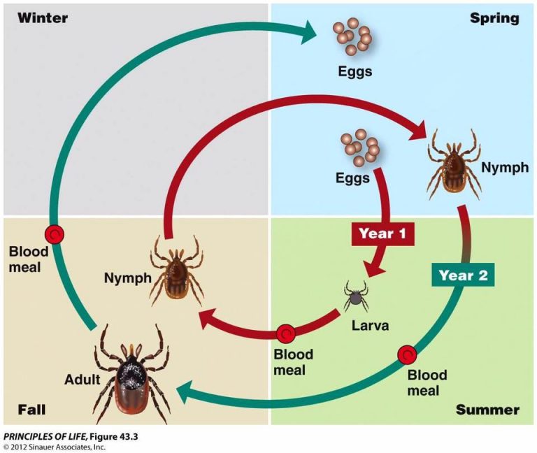 What Happens After a Tick Feasts? [VIDEO] - Montana Hunting and Fishing ...