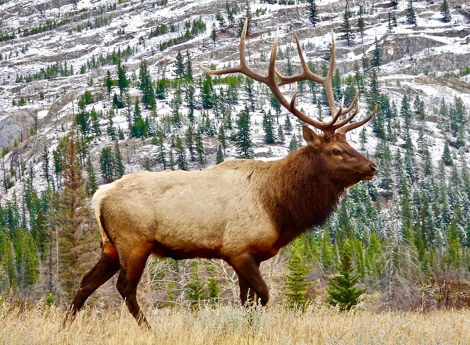 Central Montana’s Elk Woods Full But Quiet Montana Hunting and