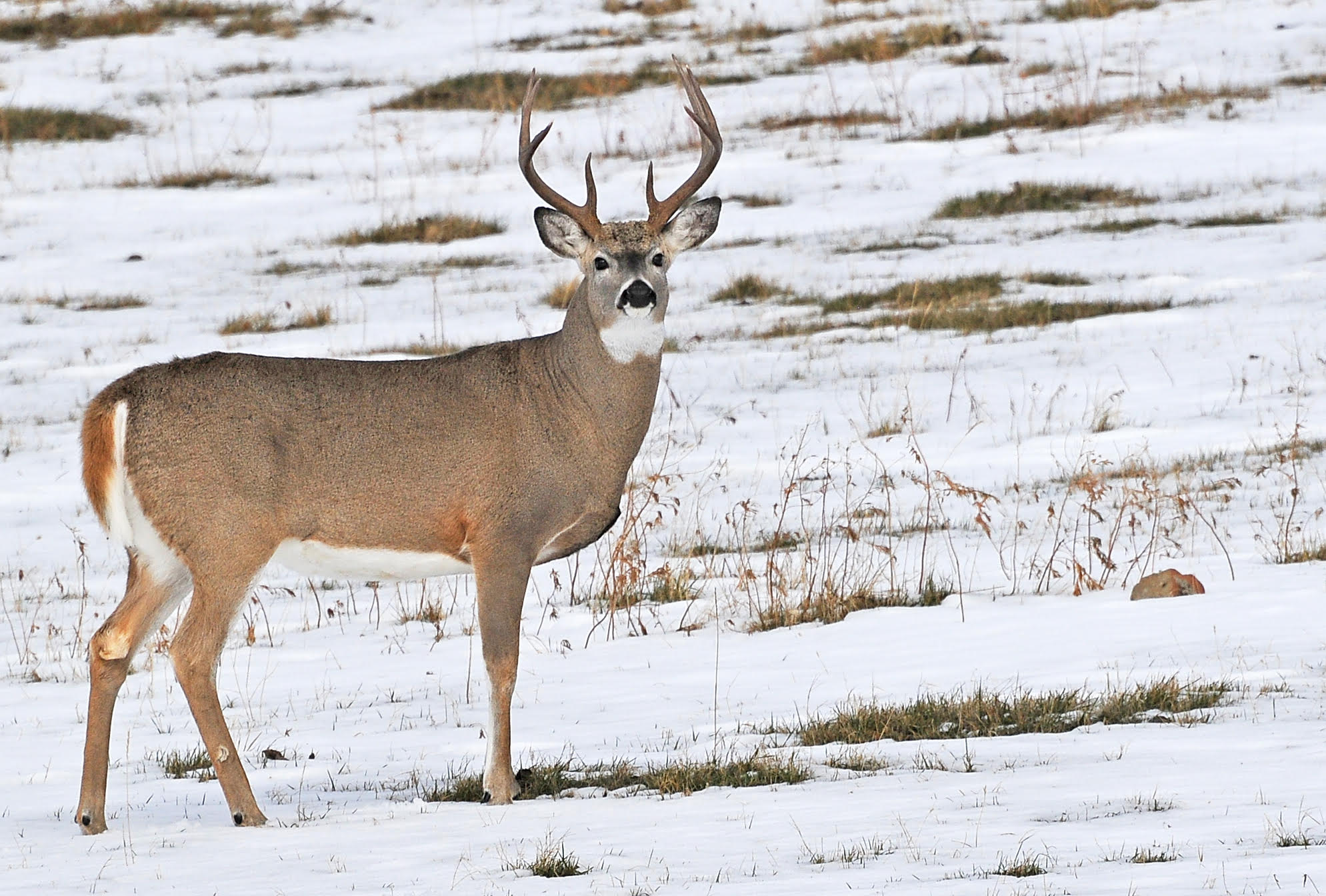 deer | Montana Hunting and Fishing