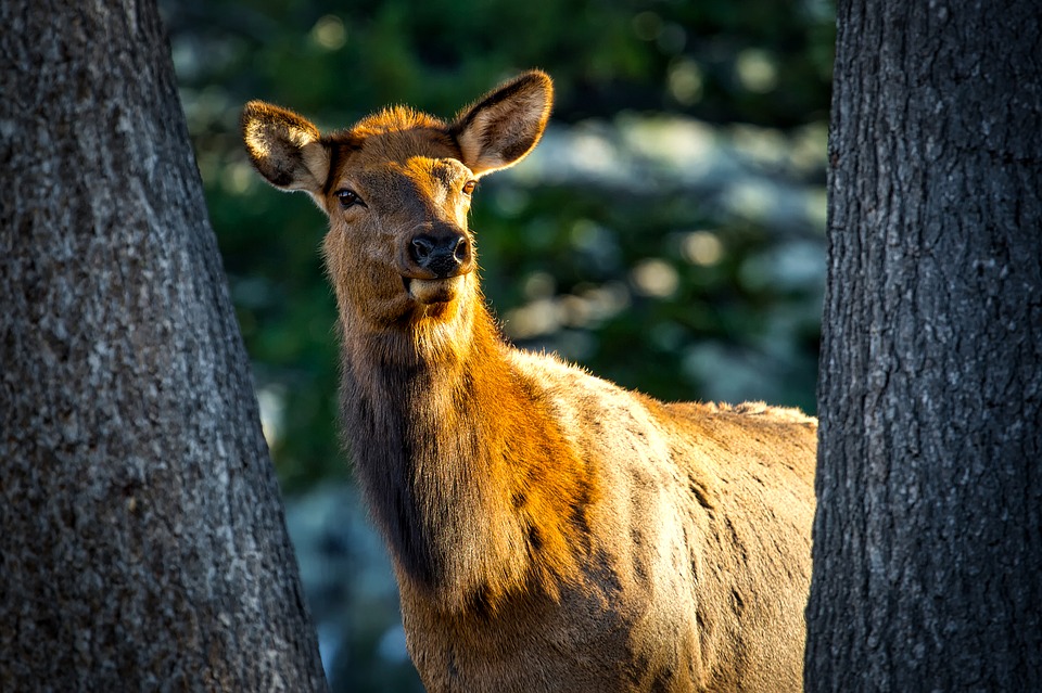 Fish and Wildlife Commission approves changes to elk shoulder seasons