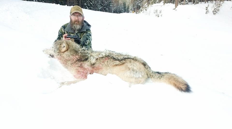 Mandatory Wolf Trapping Classes Will Be Offered Online - Montana ...