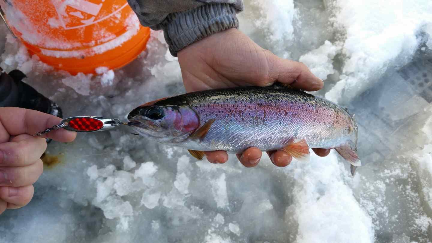 Ice fishing fish. Форель Лавиярви. Зимняя рыбалка на форель. Форель зимой. Рыбалка на форель зимой.