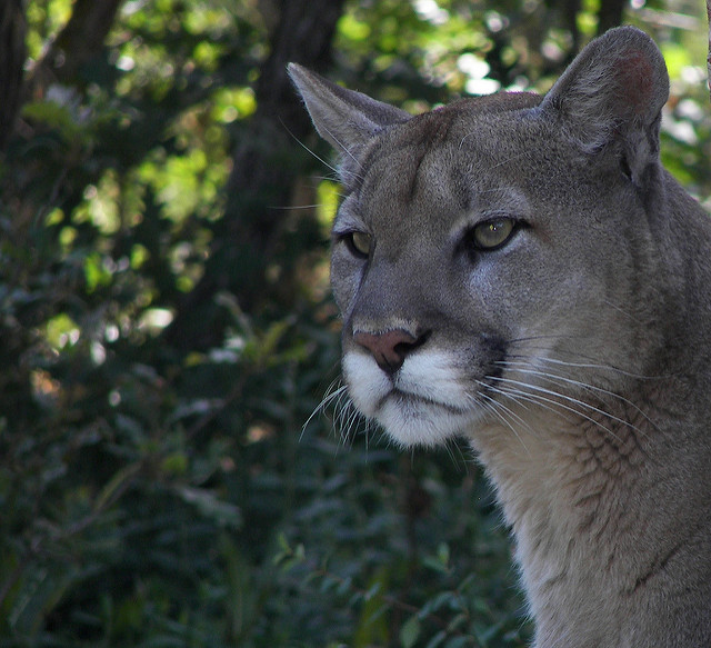 Mountain Lions in New Jersey? - Montana Hunting and Fishing Information