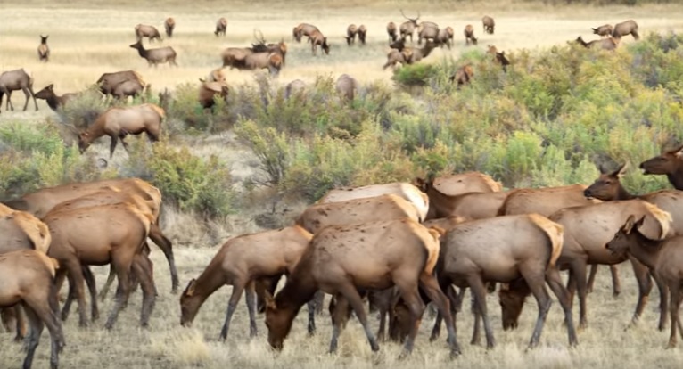 Hunters Reminded Of Elk B License Opportunity For General Fall Hunting ...