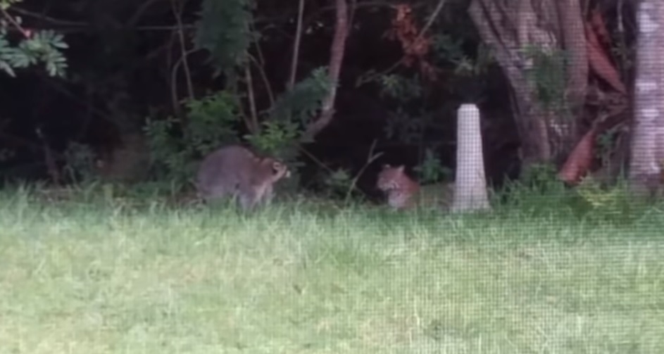 Bobcat Vs. Raccoon [VIDEO] - Montana Hunting and Fishing Information