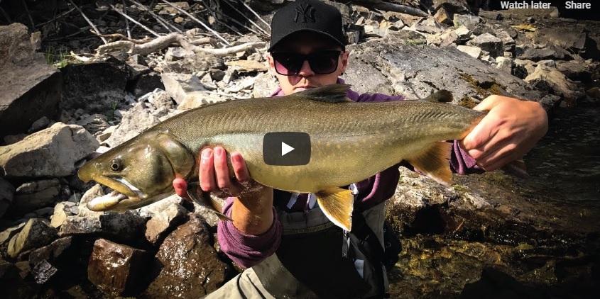 How To Catch Huge Bull Trout Streamer Fishing For Aggressive Fish Montana Hunting And Fishing Information