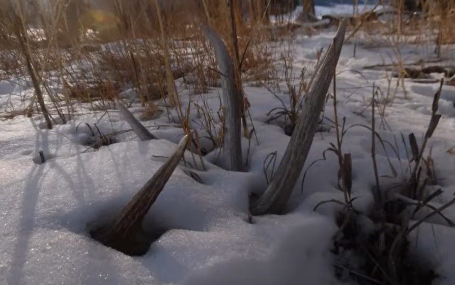 Montana Shed Hunting 2020 [VIDEO] Montana Hunting and Fishing Information