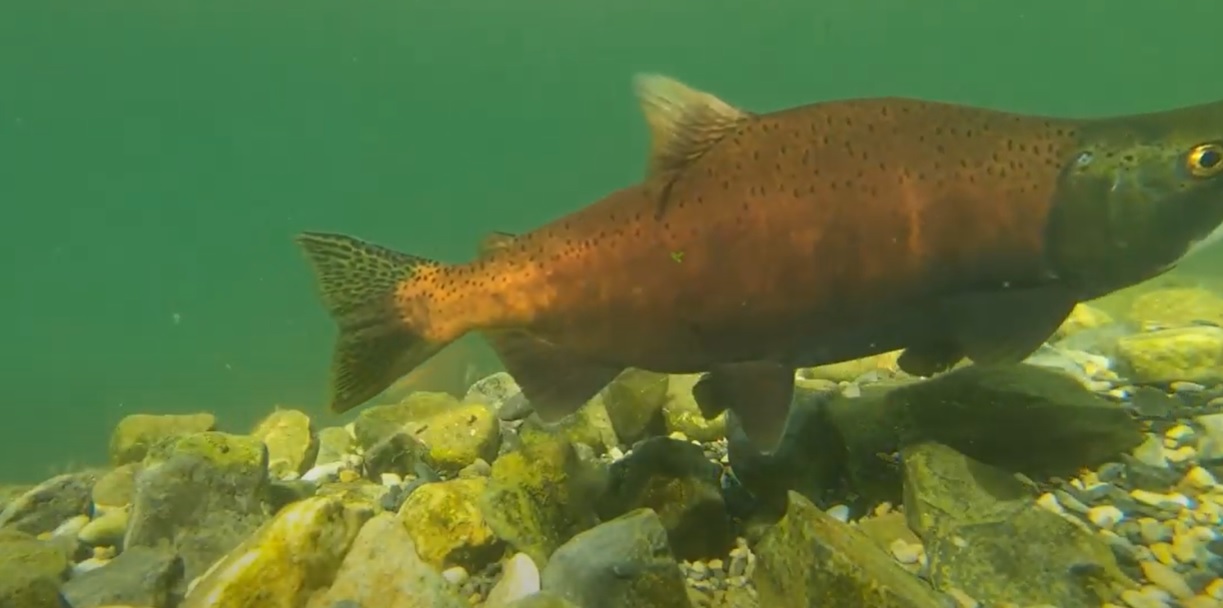 Montana Fish, Wildlife & Parks - Day 8- 008 Kokanee salmon If you