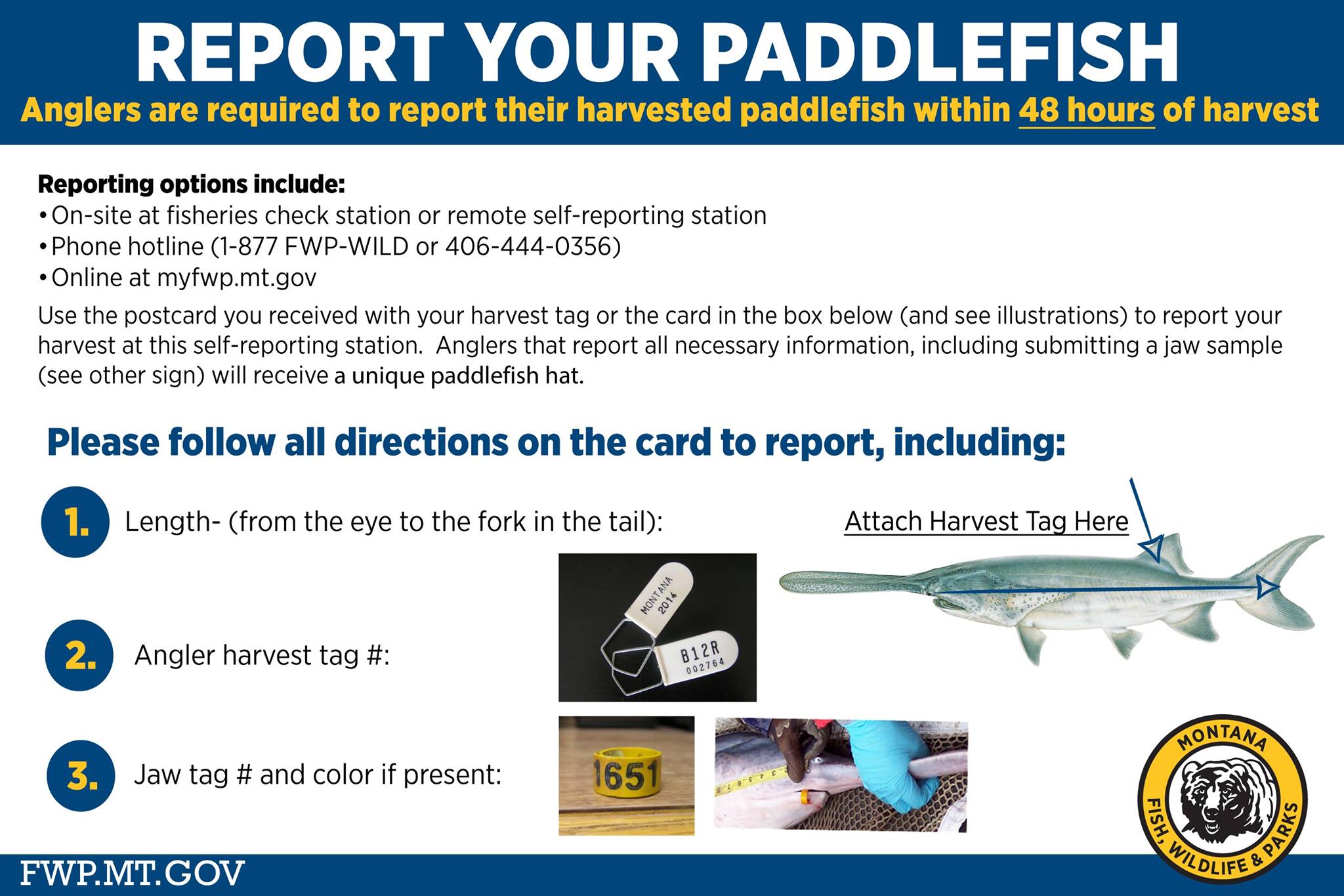 Report your paddlefish Montana Hunting and Fishing Information