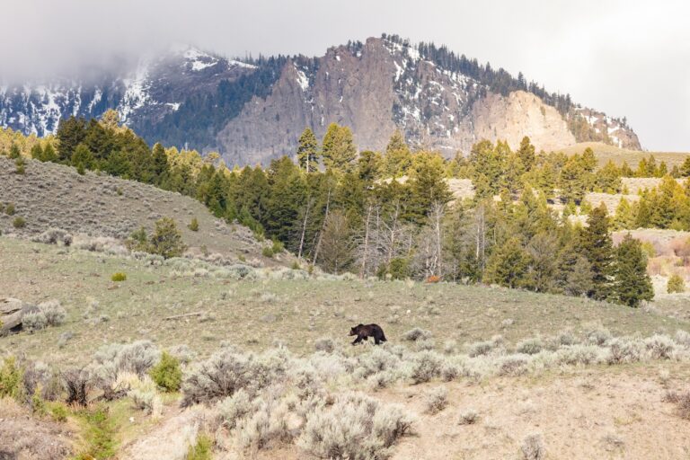 Solo Hiker Injured By Bear On Beaver Ponds Trail At YNP Montana