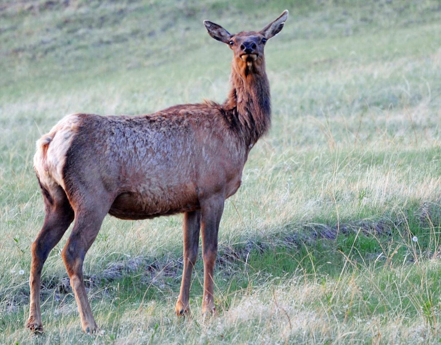 Brett French reports Elk shoulder seasons working where there’s access