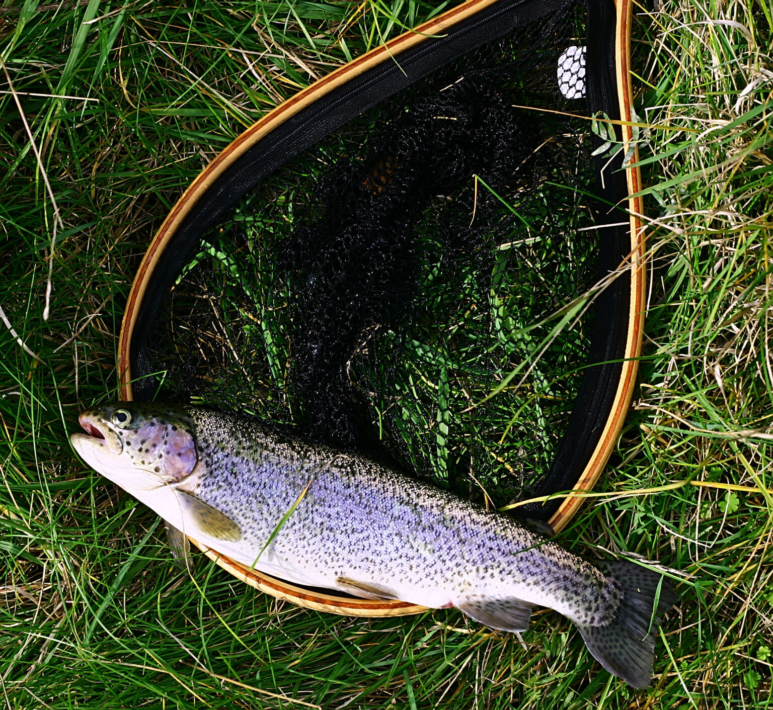 trout-identifier-montana-hunting-and-fishing-information