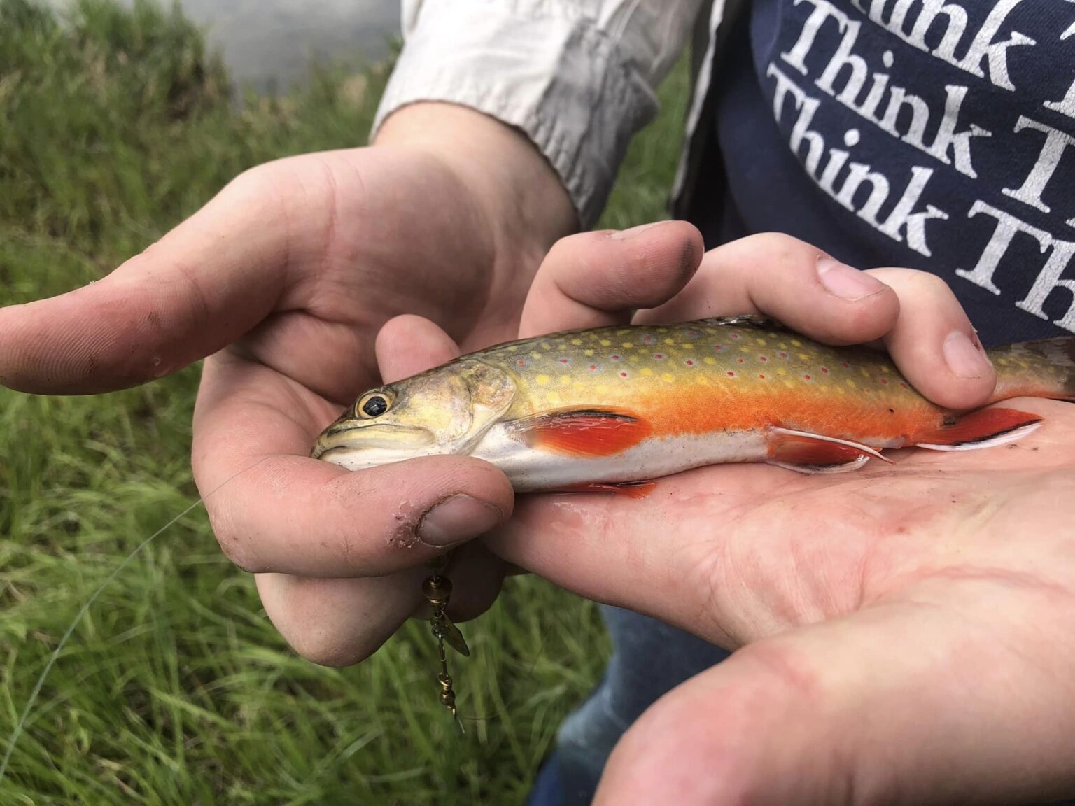 fwp-news-fishing-regulations-scoping-underway-in-northwest-montana