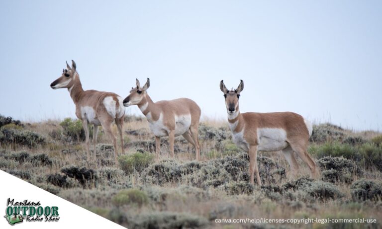 FWP News: Application Deadline For Antelope And B Licenses June 1 ...