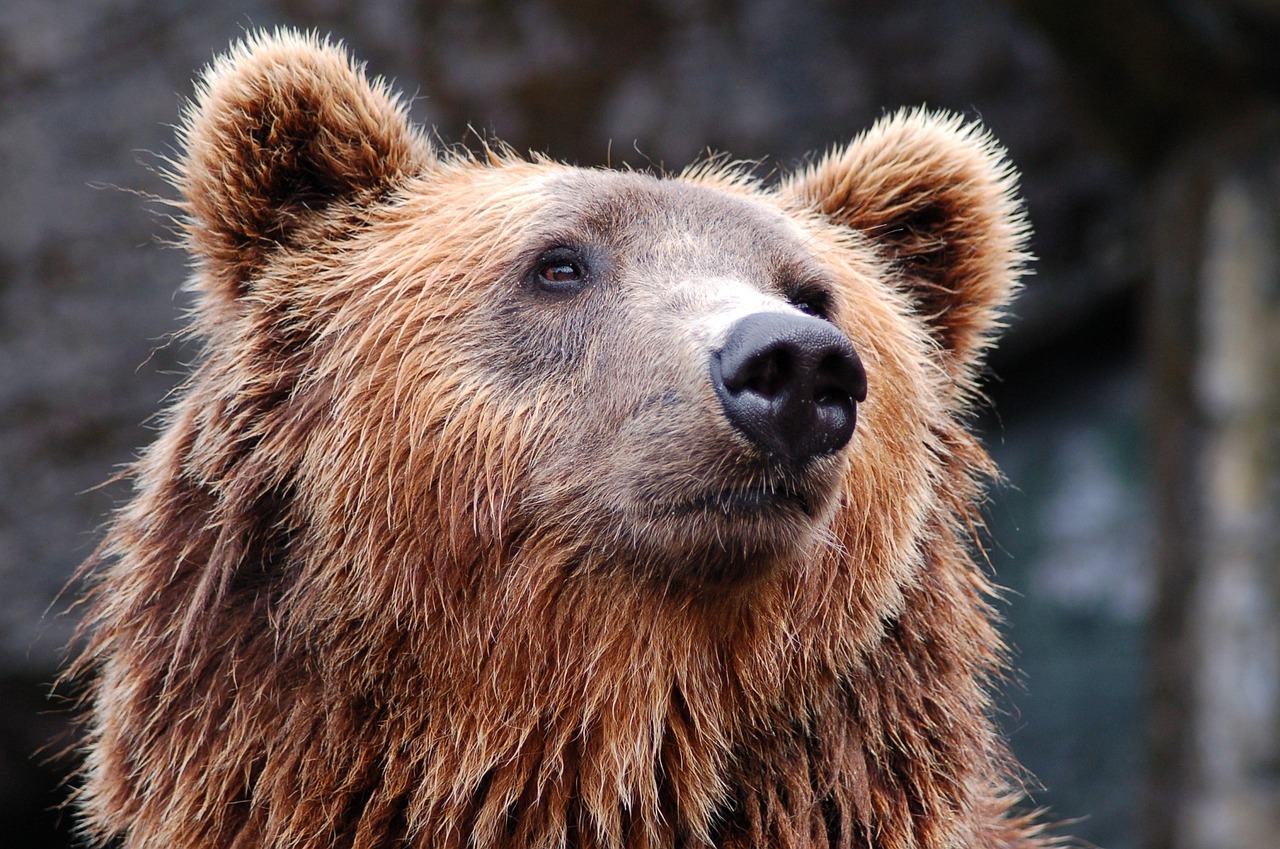 BIOLOGISTS SET TO BEGIN GRIZZLY BEAR CAPTURES FOR RESEARCH PURPOSES ON THE CUSTER GALLATIN NATIONAL FOREST, MONTANA