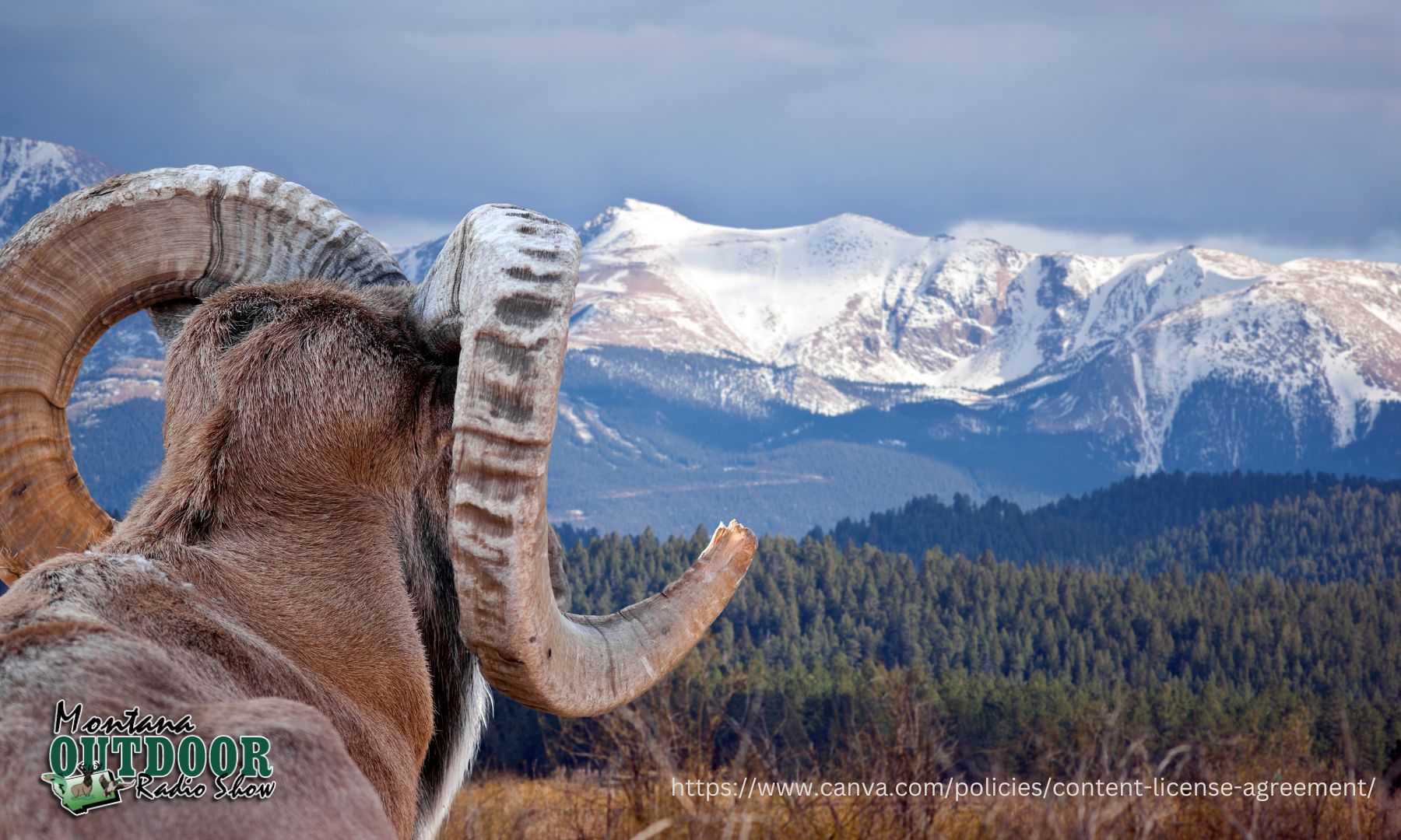 FWP News: Hunting for all bighorn sheep to close in Hunting District 501