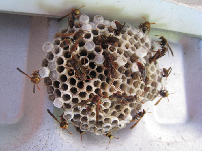 wasps - Montana Hunting and Fishing Information