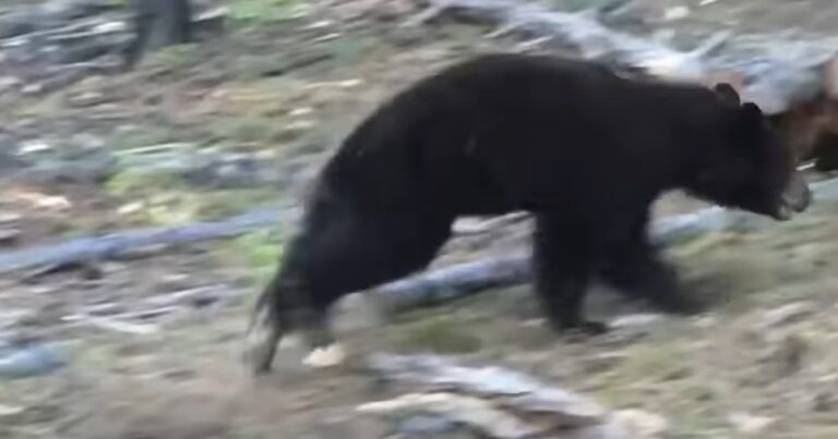 Black bear gets attacked by swarm of yellowjackets - Montana Hunting ...