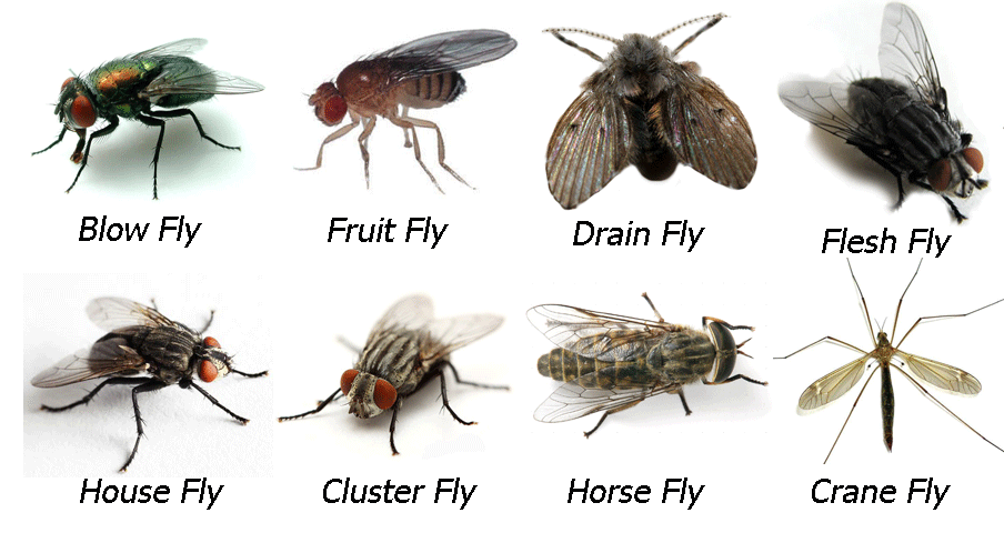 fly types - Montana Hunting and Fishing Information