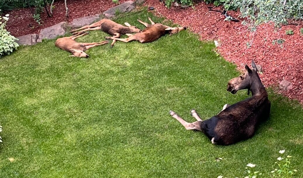 Moose triplets or mule deer triplets?