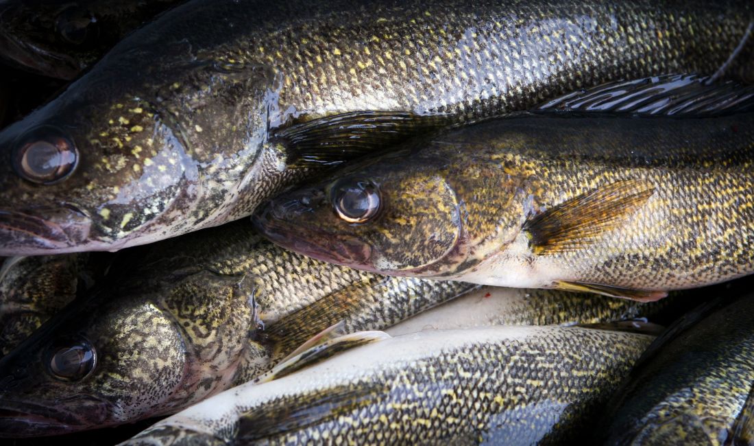 Lake Fish Company steals over 100+ walleyes and other fish from charity -  Montana Hunting and Fishing Information