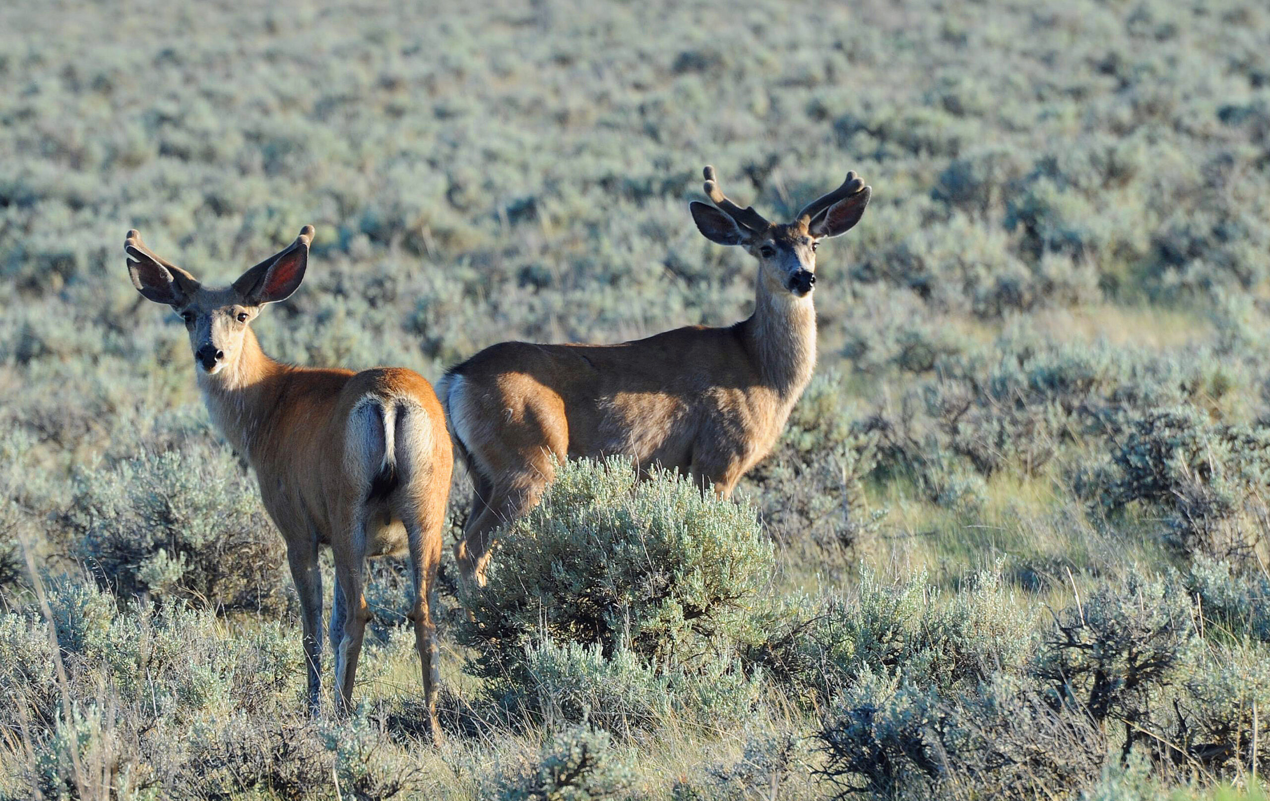 Brett French reports: Survey shows Montana, nonresident hunters approve ...