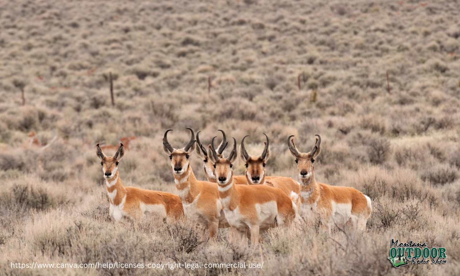 Antelope drawing results are in! Montana Hunting and Fishing Information