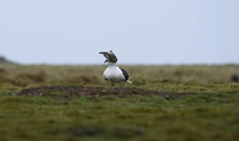 A very hungry seagull