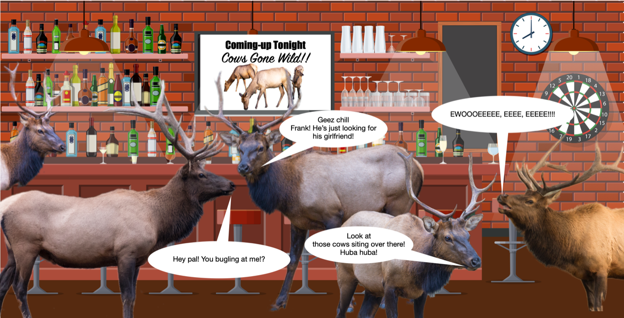 MT Outdoor Podcast: Is the Archery Elk Season Like a Singles Bar Scene!?