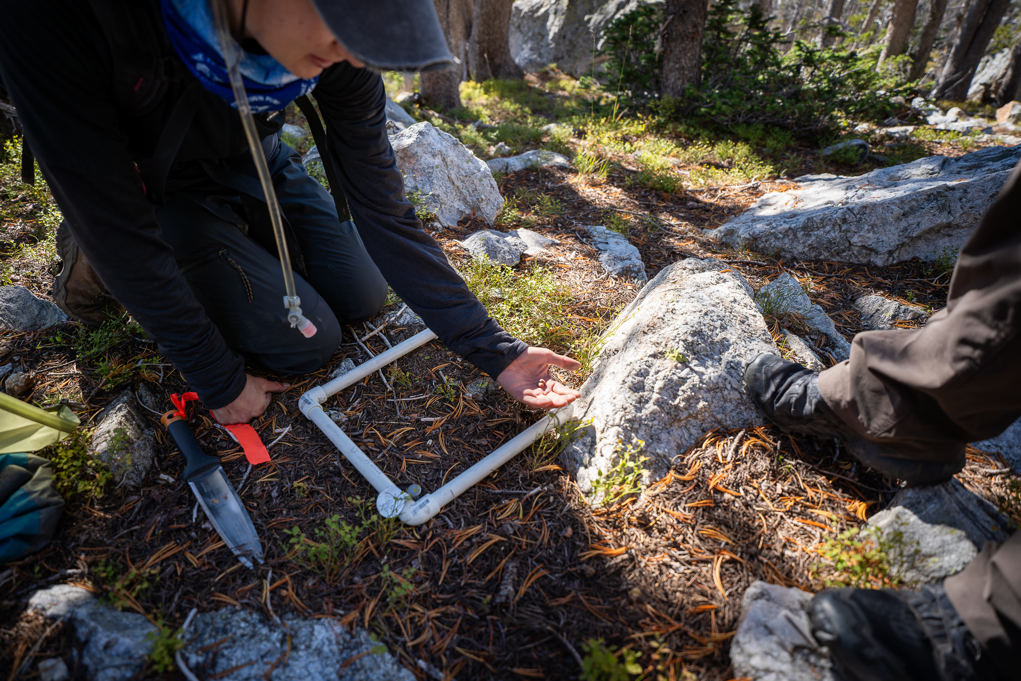 National Park Service and American Forests partner to restore threatened whitebark pine