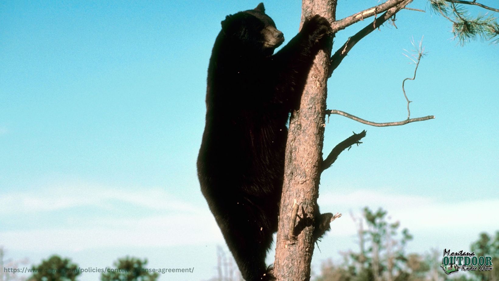 FWP News: Hunting for all black bears closed in Black Bear Management Units 510 and 520