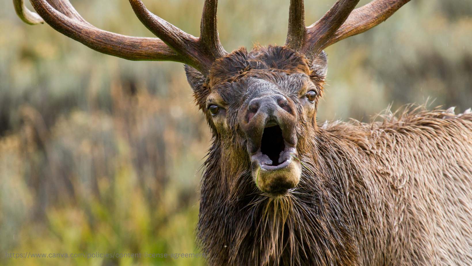 Montana elk talk