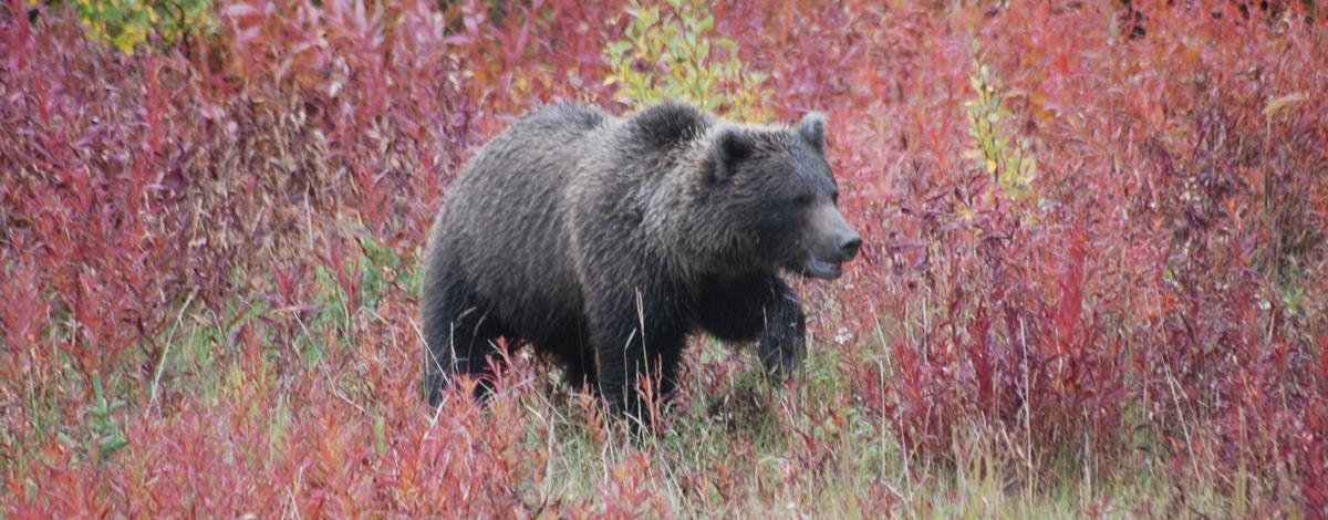 Archery hunters kill grizzly bear in self-defense