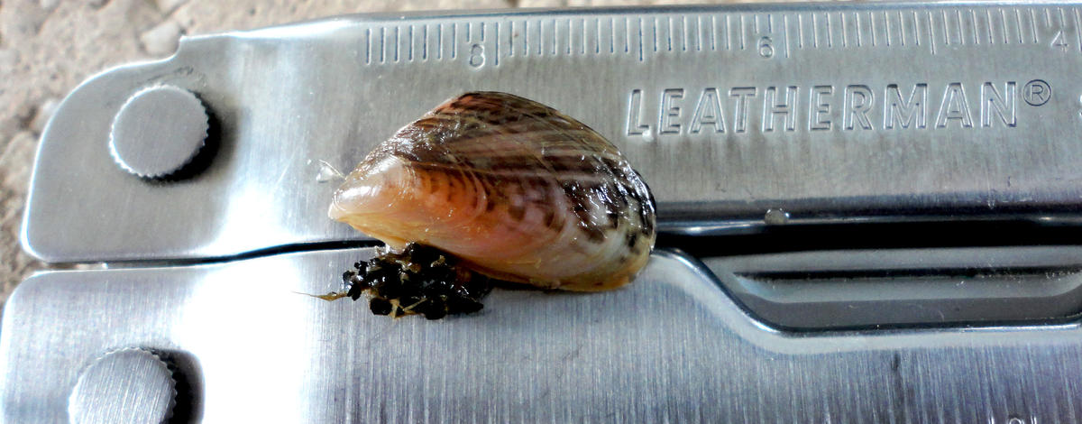 Fish and Game closes all fishing in a portion of the Snake River in response to quagga mussel detection near Twin Falls