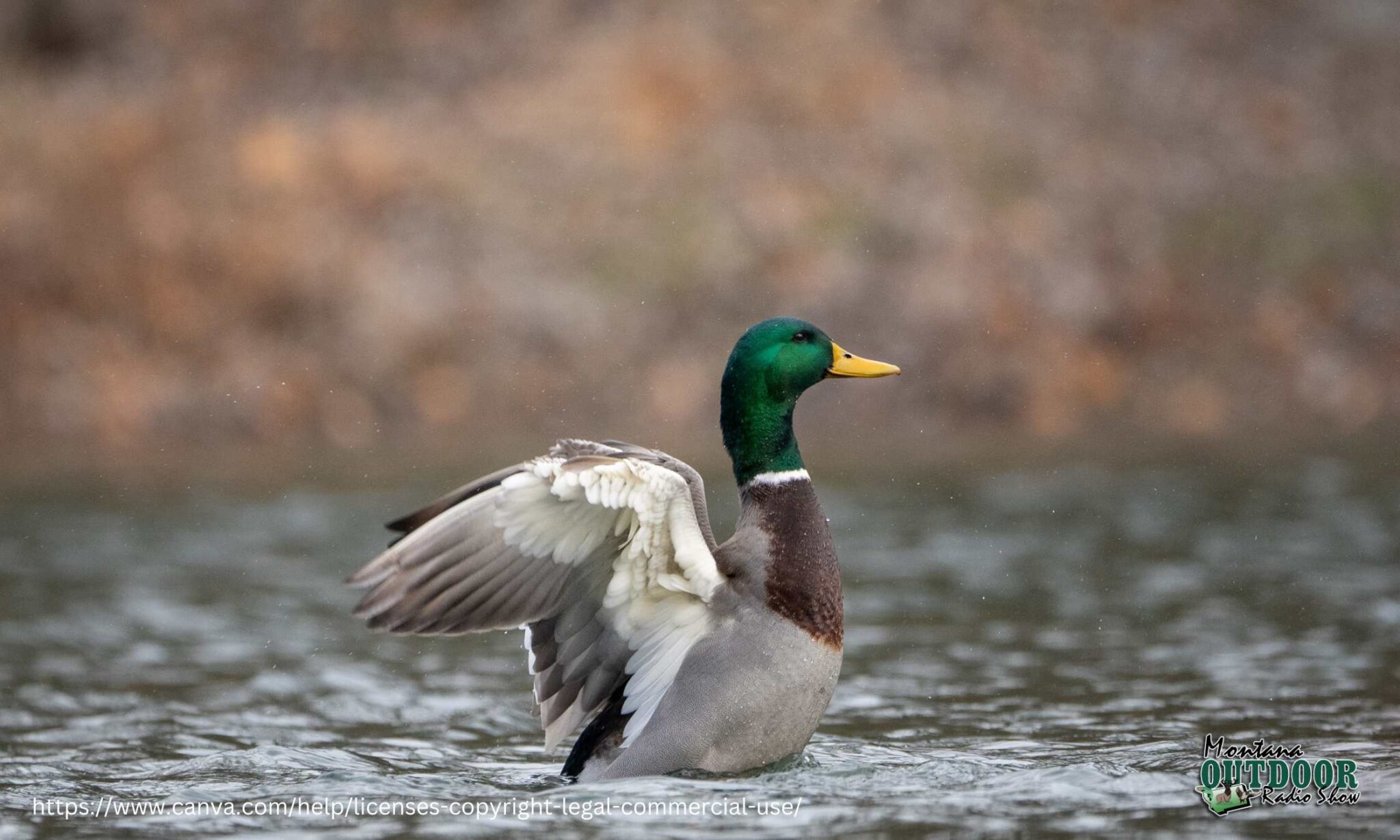 20242025 NonMember Waterfowl & Upland Game Bird Hunting Draft