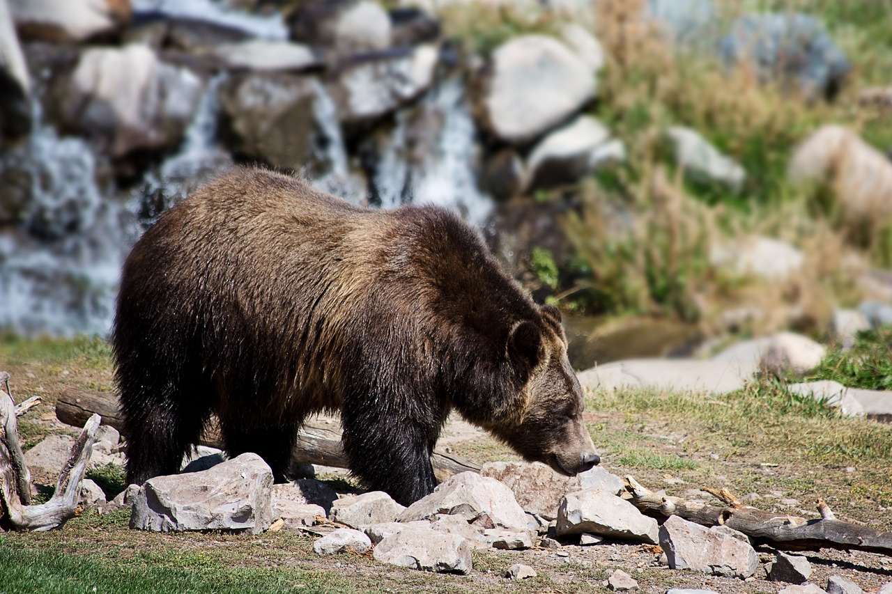 2 killed in Banff National Park bear attack