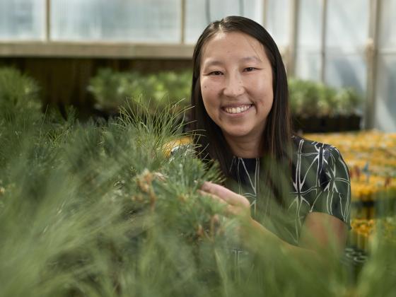 Montana State study aims to help threatened whitebark pine