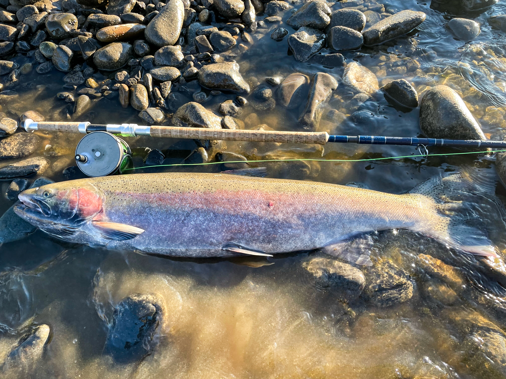 New catch/release record steelhead landed - Montana Hunting and Fishing  Information