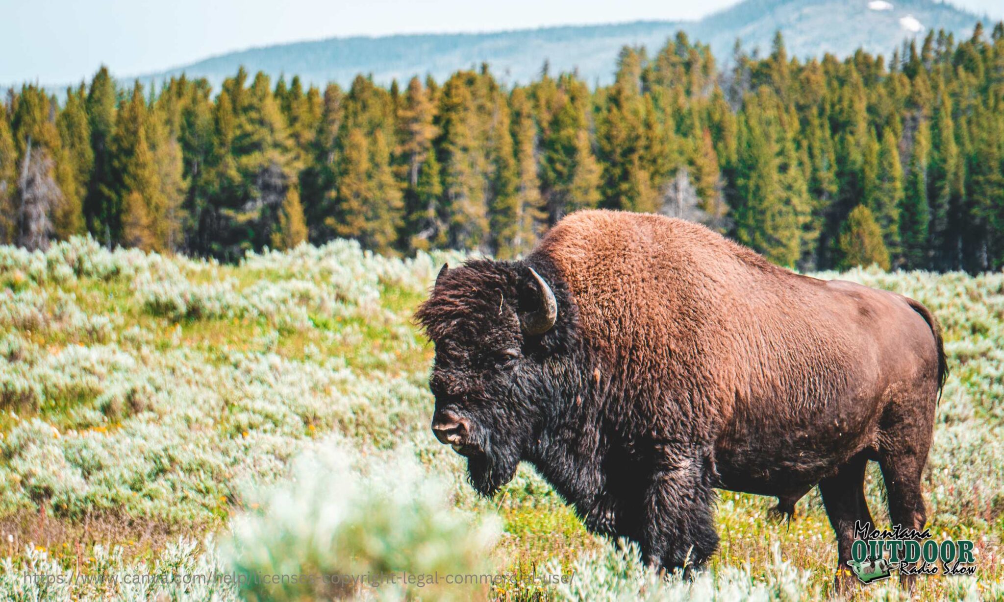 FWP News Lottery chances available for trophy bison hunt on the