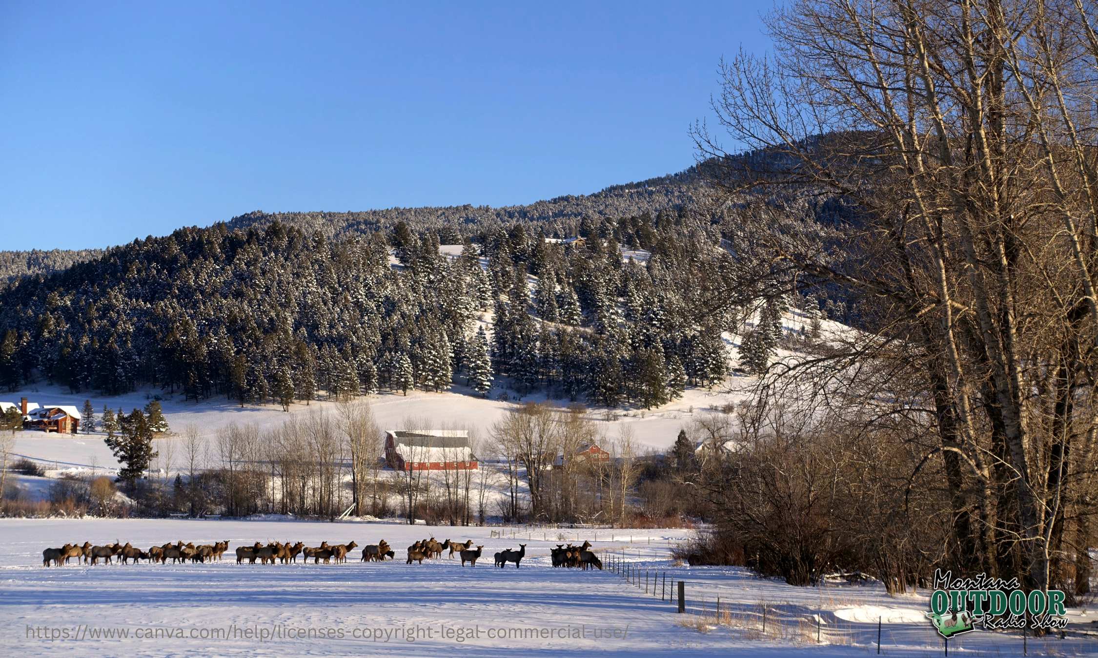 All-You-Can-Kill Elk Permits For Ranchers Proposed in WY