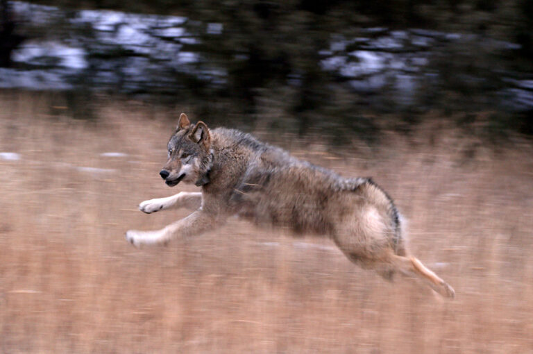 Here’s How The Colorado Wolf Reintroduction Is Going So Far - Montana ...