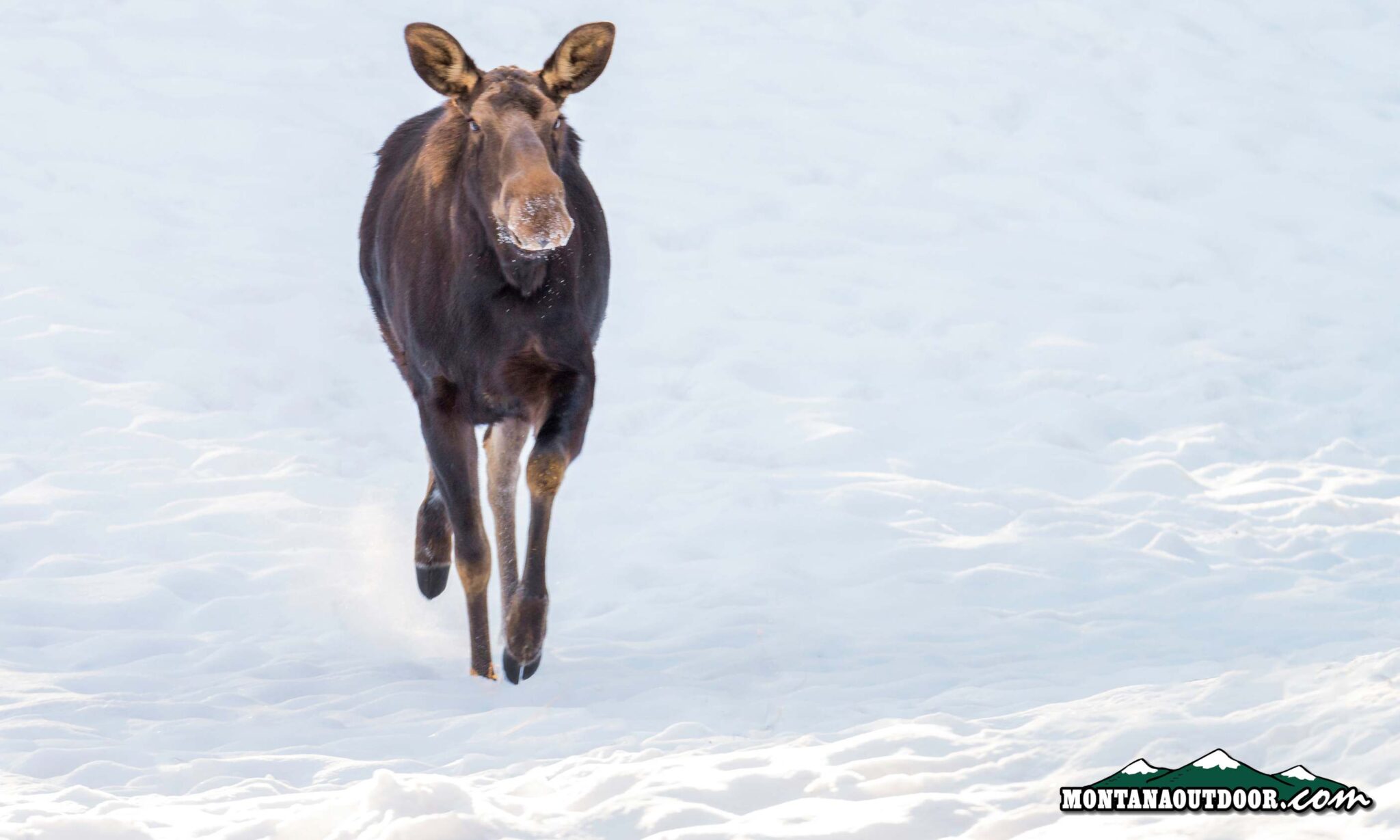 Moose chases skiers down ski hill - Montana Hunting and Fishing Information