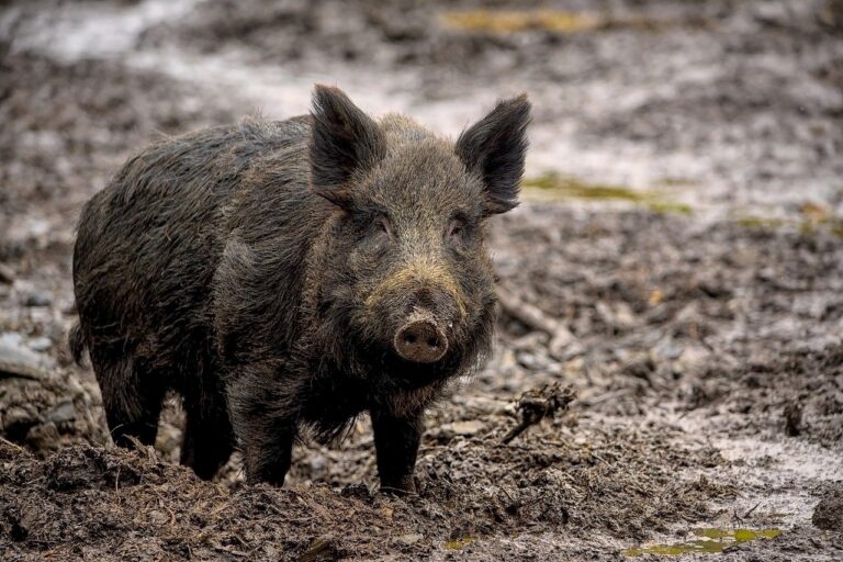 Montana State University Extension to host free feral swine education ...