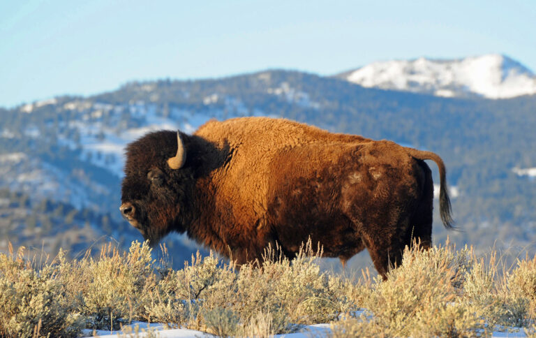 Brett French reports: Yellowstone bison hunts quiet compared to last ...