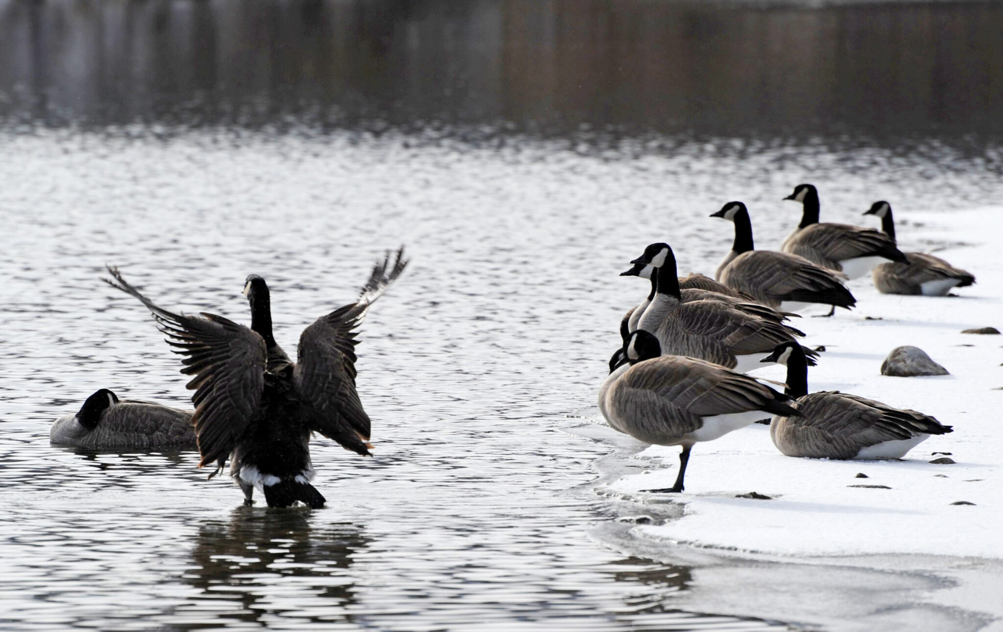 Brett French reports: Yellowstone River stays closed to waterfowl ...