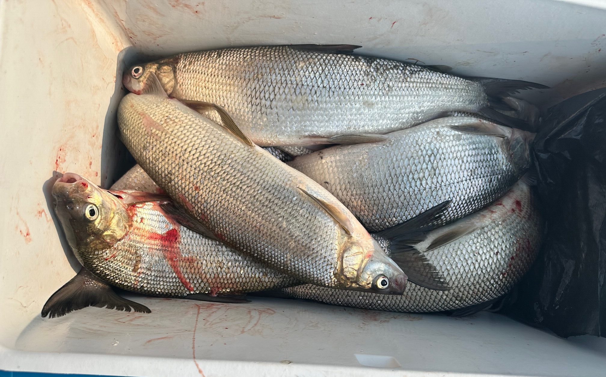 Whitefish Bite in Flathead Lake