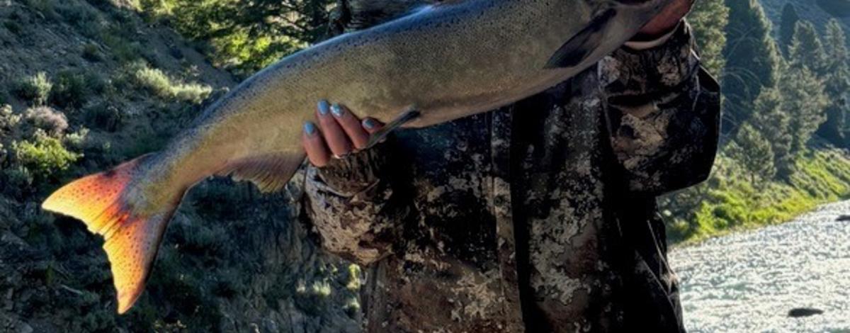 Upper Salmon River Chinook update – 7/10/2024