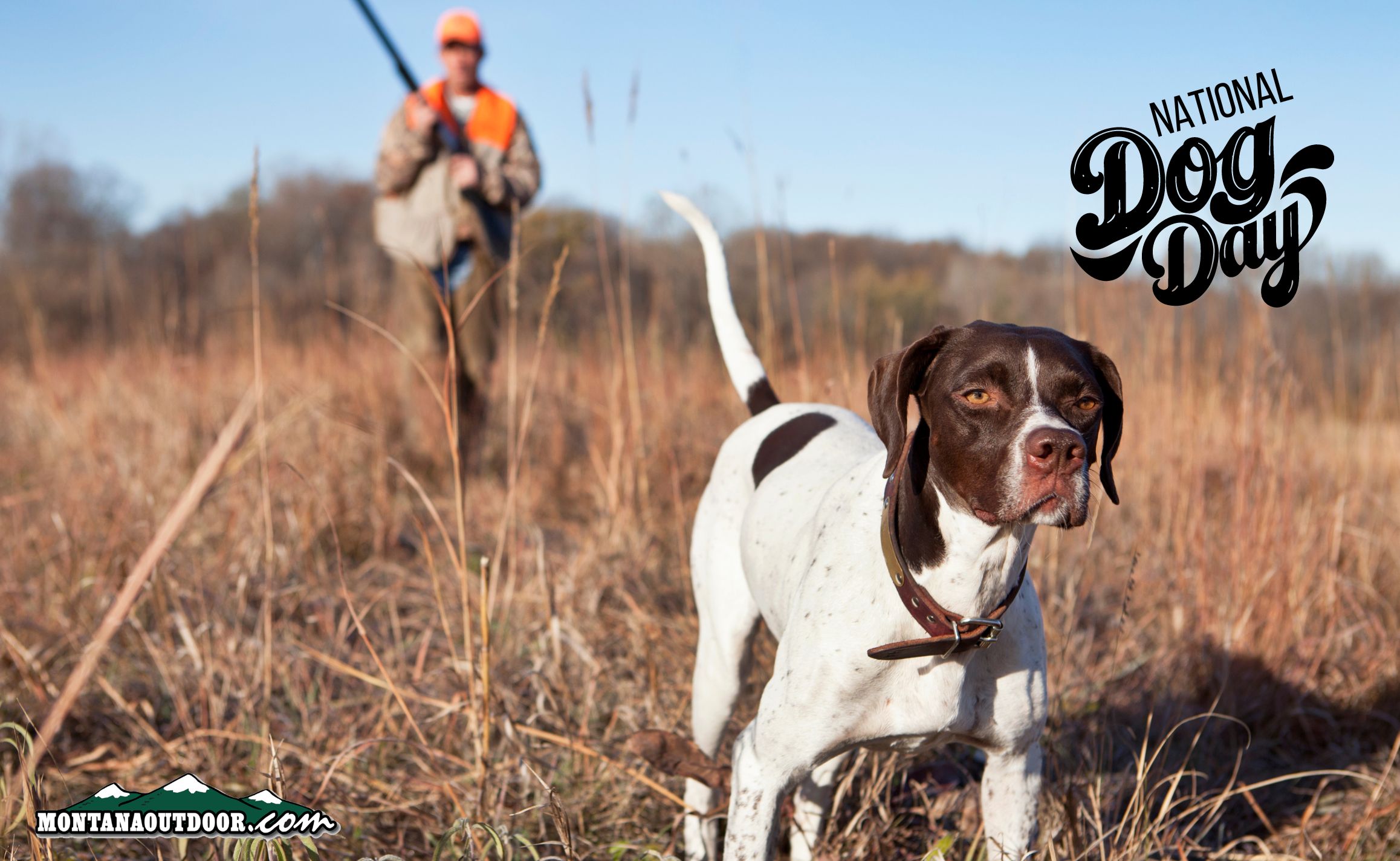 National Dog Day Special Meet the Top Versatile Hunting Dogs Montana