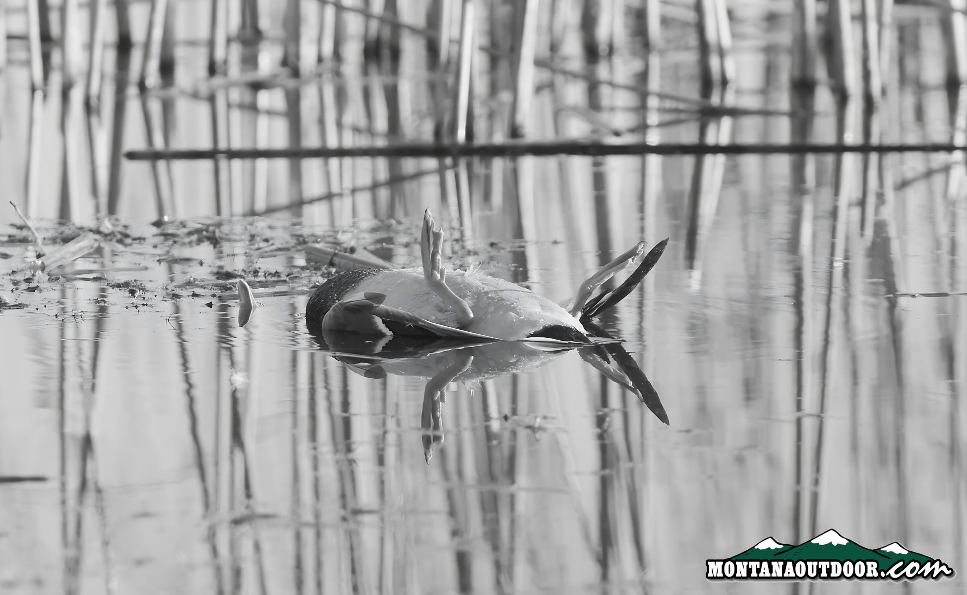 Duck Hunting Gone Wrong: A Fatal Accident