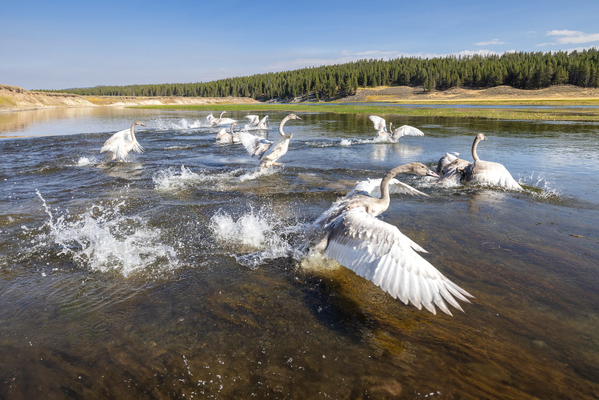 Trumpeter swans released in Hayden Valley